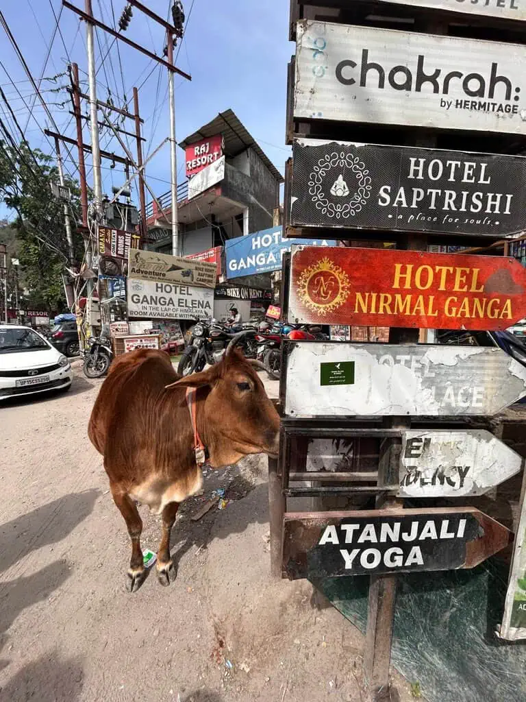 Serial Yogger Retraite en Inde